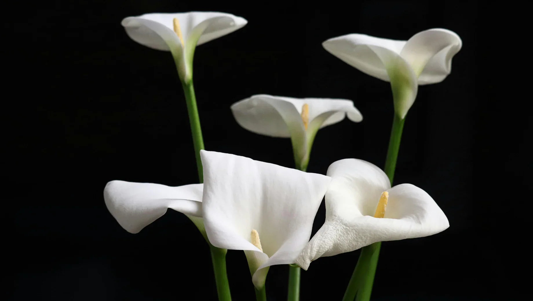 Calla Lily: The Elegant Symbol of Purity and Beauty