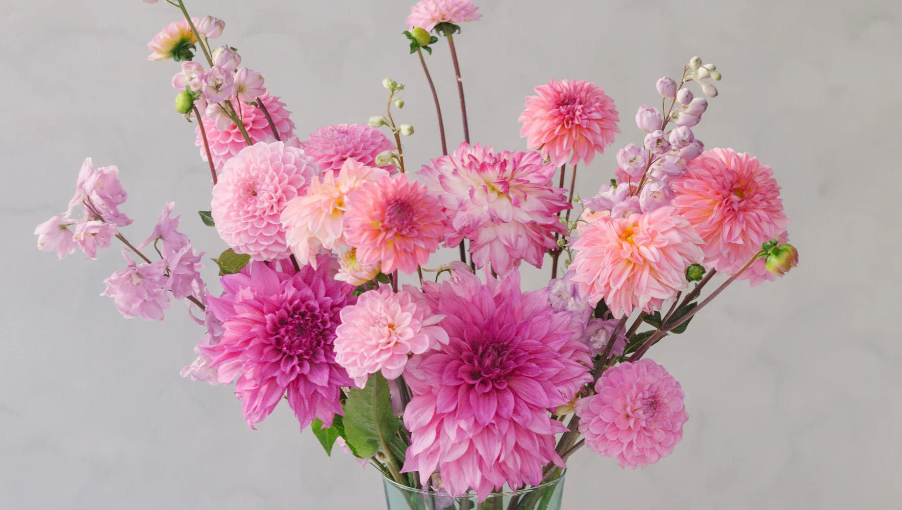 The Meaning of Dahlias: Symbolism, History, and How to Care for These Stunning Flowers - BestBloomBuddy