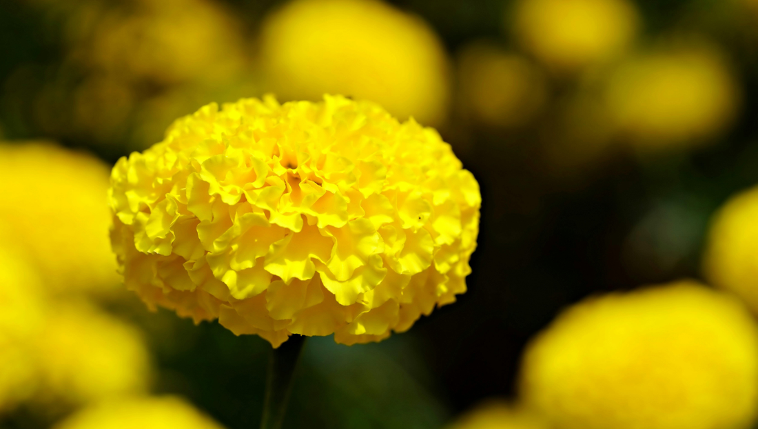October Birth Flower: Marigold Meaning, Symbolism & Birthday Gift Ideas