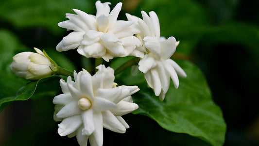 Jasmine Flowers in Thailand – Pure, Fragrant, and Perfect for Rainy Season Gifts - BestBloomBuddy