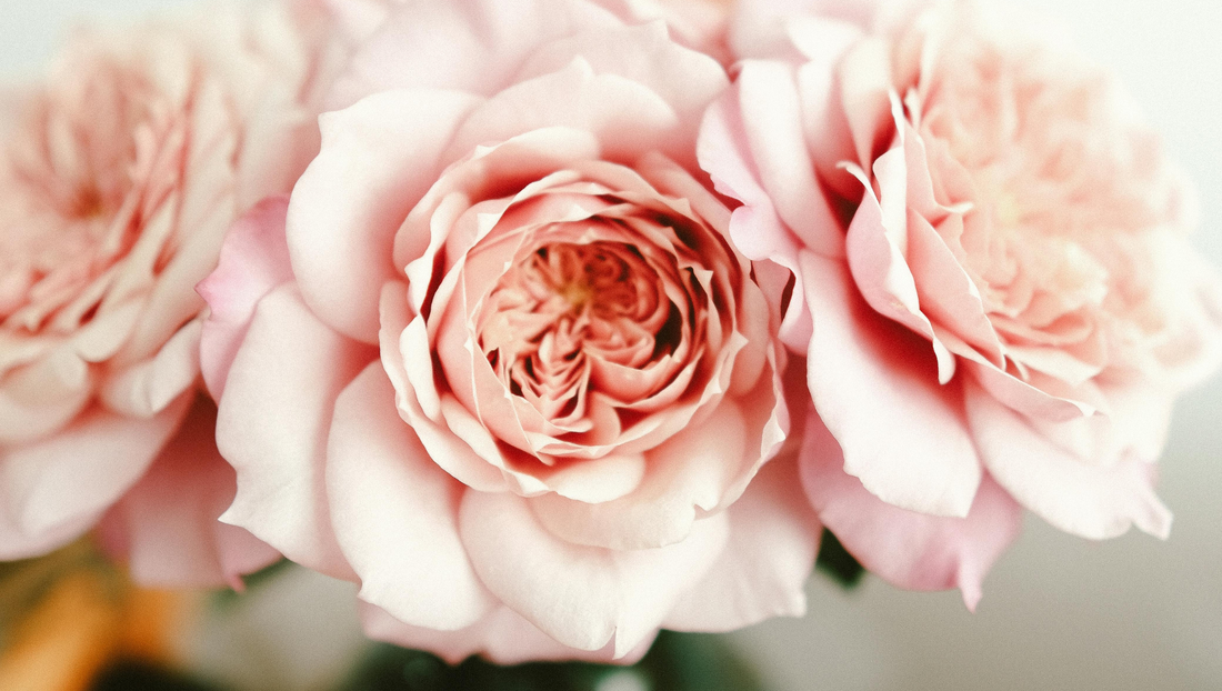 Close-up of soft pink roses with delicate petals in natural light