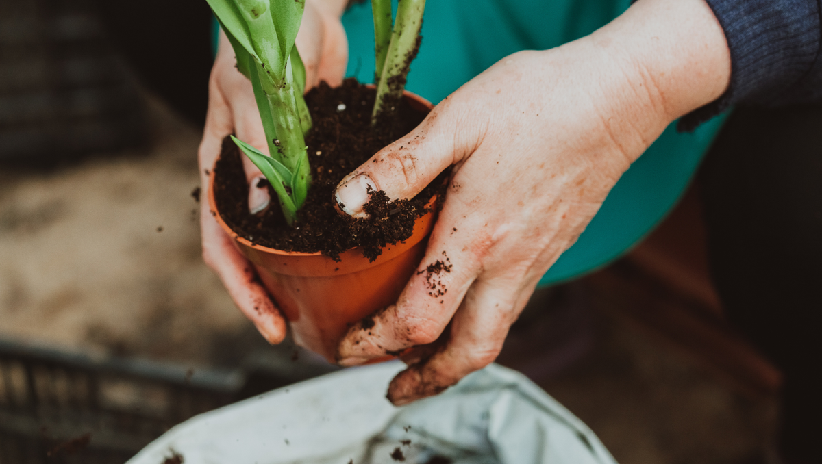 Plant & Green Gifts for New Year: Meaningful Presents That Last