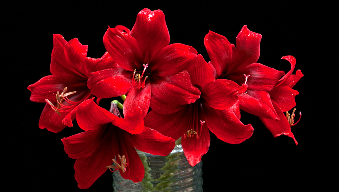 Amaryllis vs Lily: Understanding the Differences Between These Elegant Blooms
