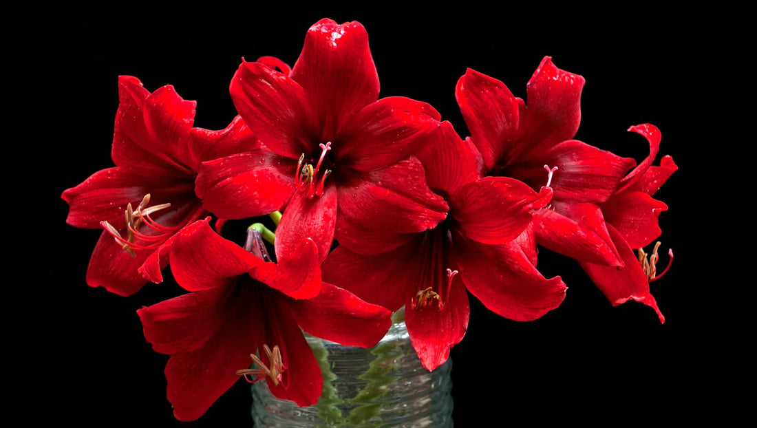 Close-up of vibrant red amaryllis flowers in a vase against a black background