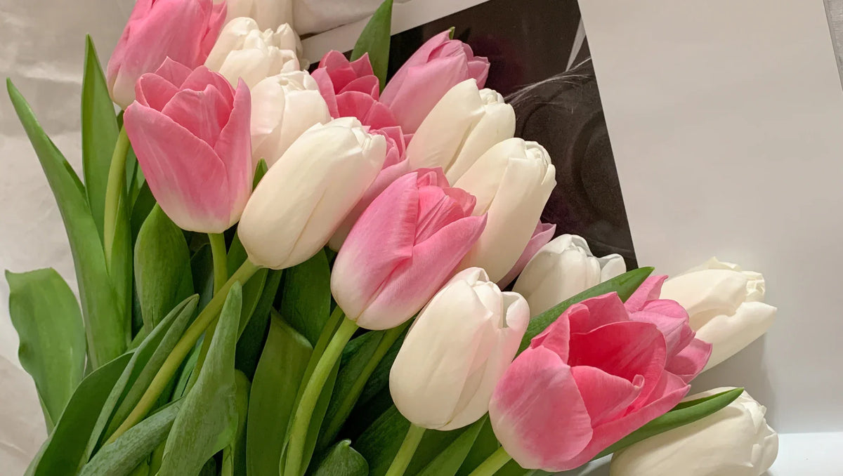 Close-up of a bouquet of pink and white tulips with green leaves on a soft background