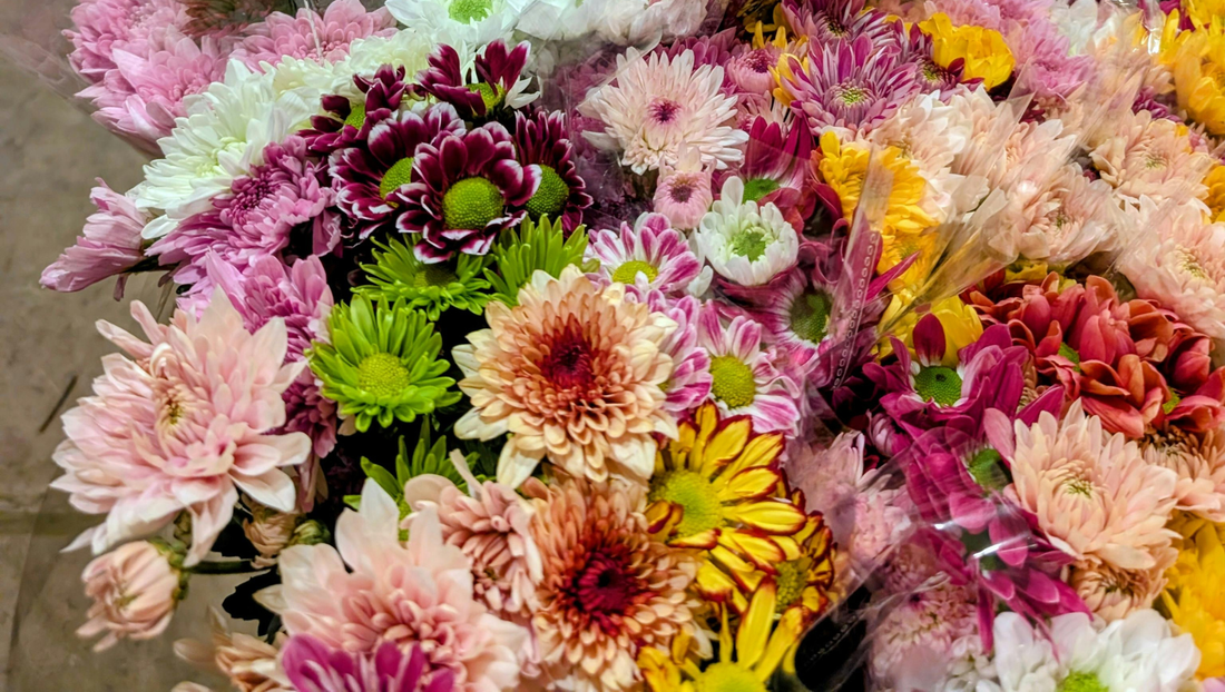 November Birth Flower: Chrysanthemum Meaning, Symbolism & Birthday Gift Ideas