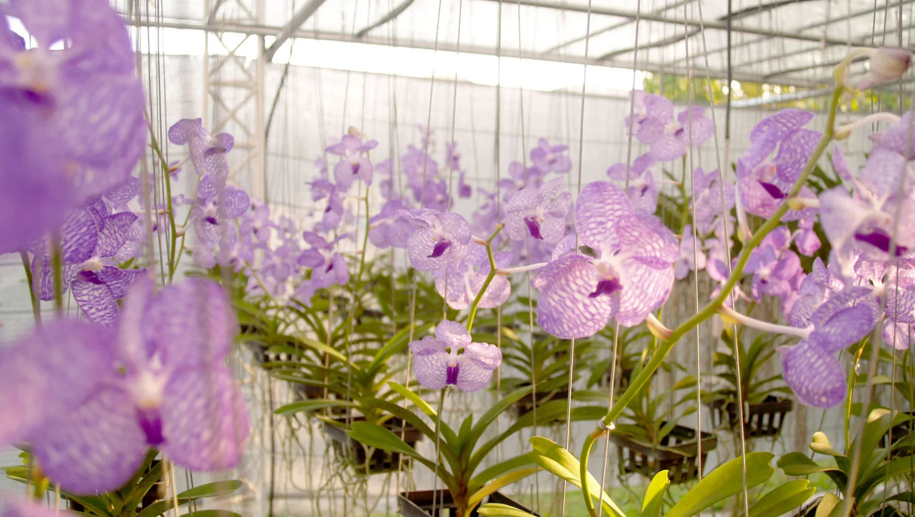 The 5 Most Popular Orchids in Thailand: A Guide for Flower Lovers Around the World - BestBloomBuddy
