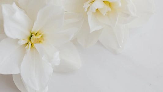 Pure & Peaceful: Top 10 White Flowers and Their Timeless Meanings