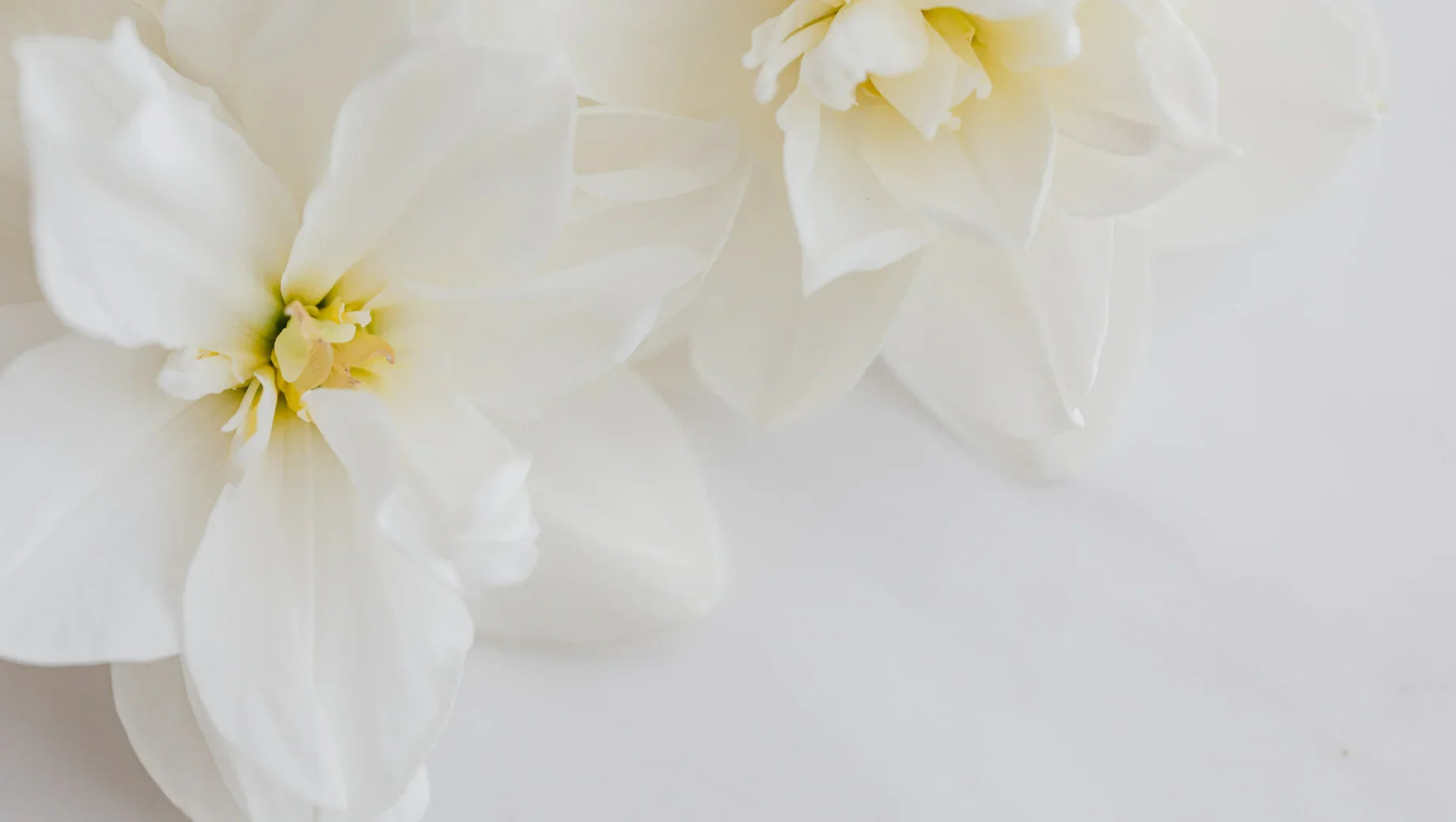 Close-up of white amaryllis flowers with yellow centers on a white marble surface