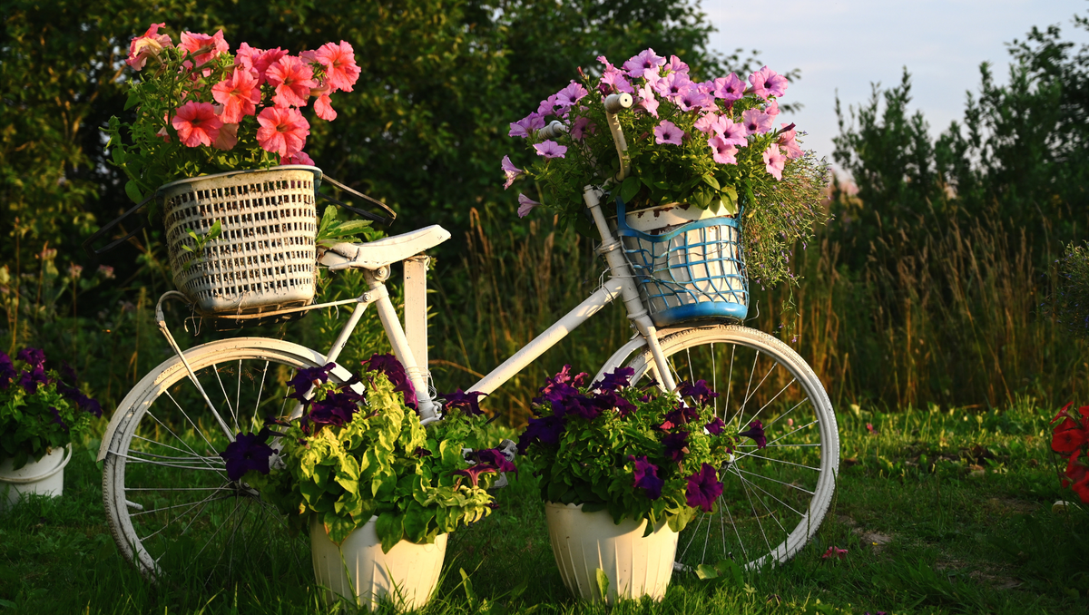 Popular Potted Flowering Plants to Brighten Up Your Home