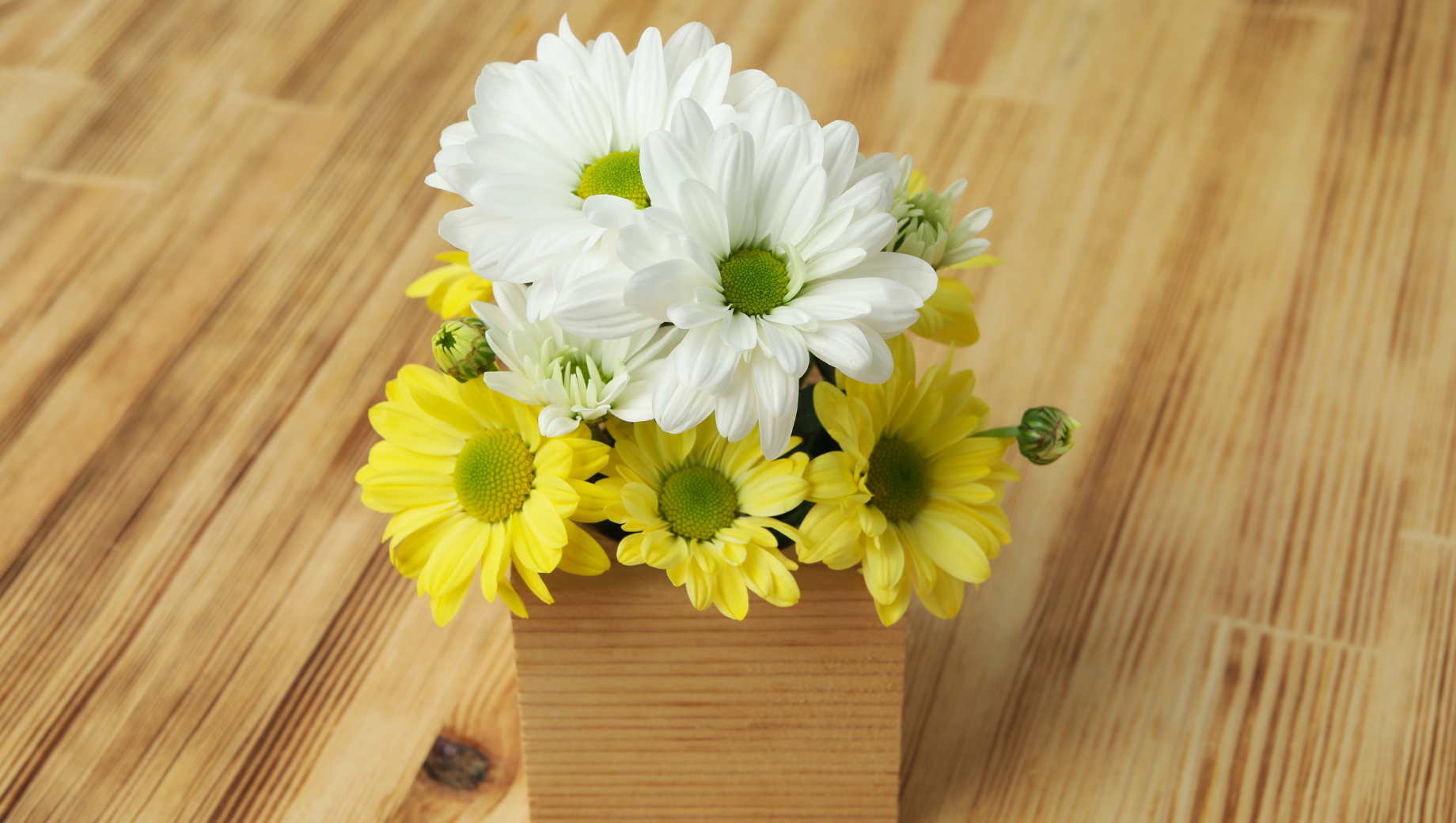 Chrysanthemums: The Timeless Flower of Joy, Sincerity, and Longevity