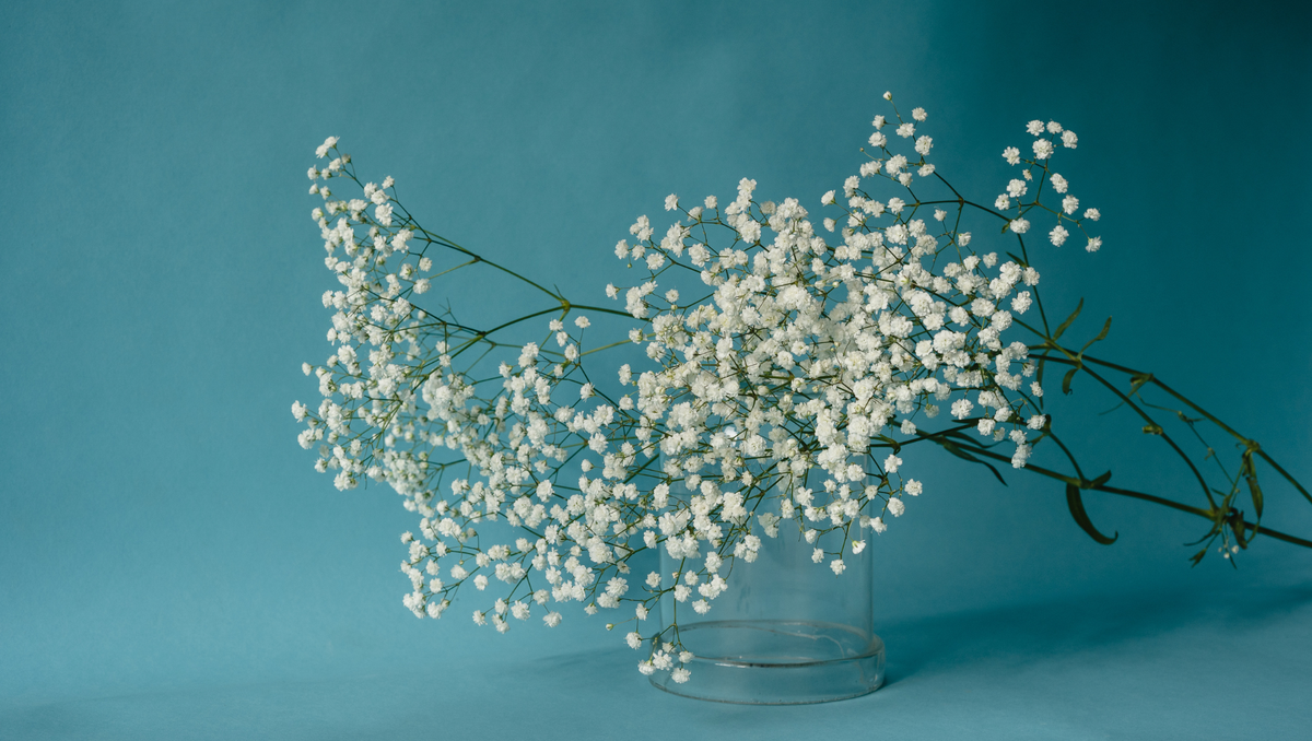 Getting to Know Baby’s Breath: The Small White Flower That Completes a Bouquet