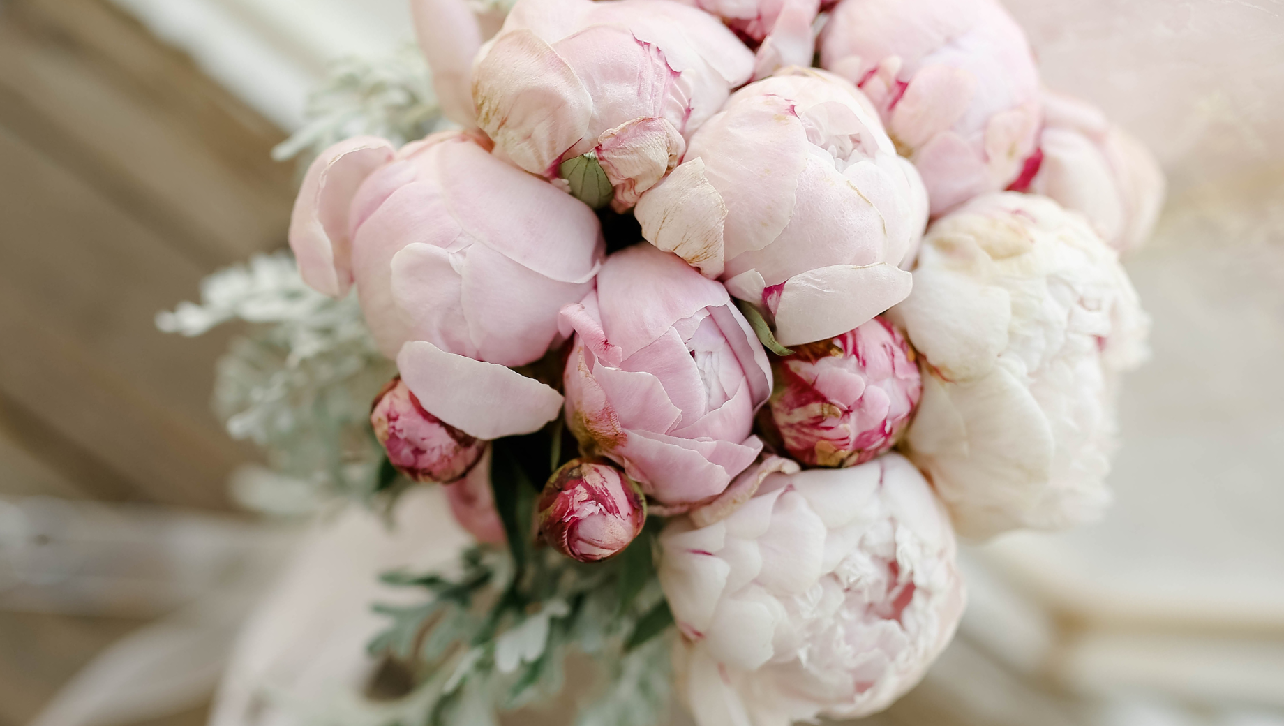 Peonies: Why They Are Rare in Thailand and When to Buy Them at the Best Price