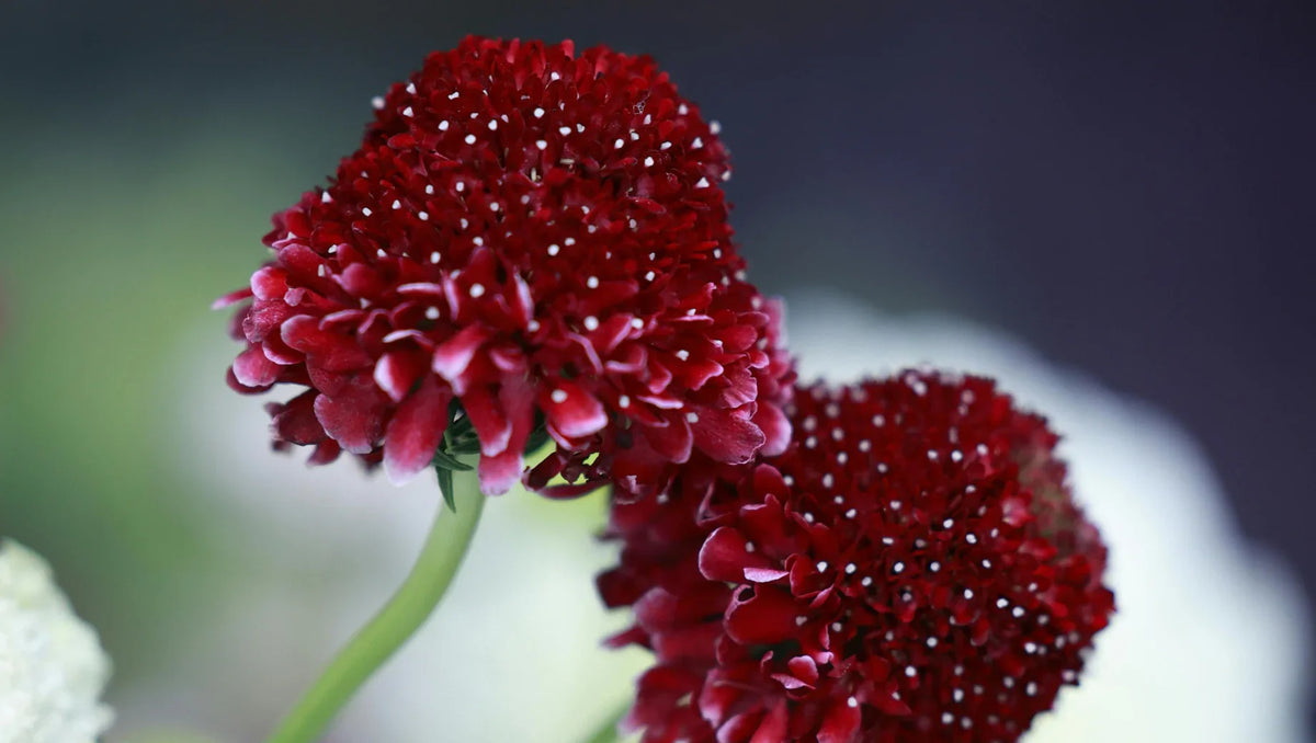 Scabiosa: The Whimsical Bloom of Grace and Delicacy