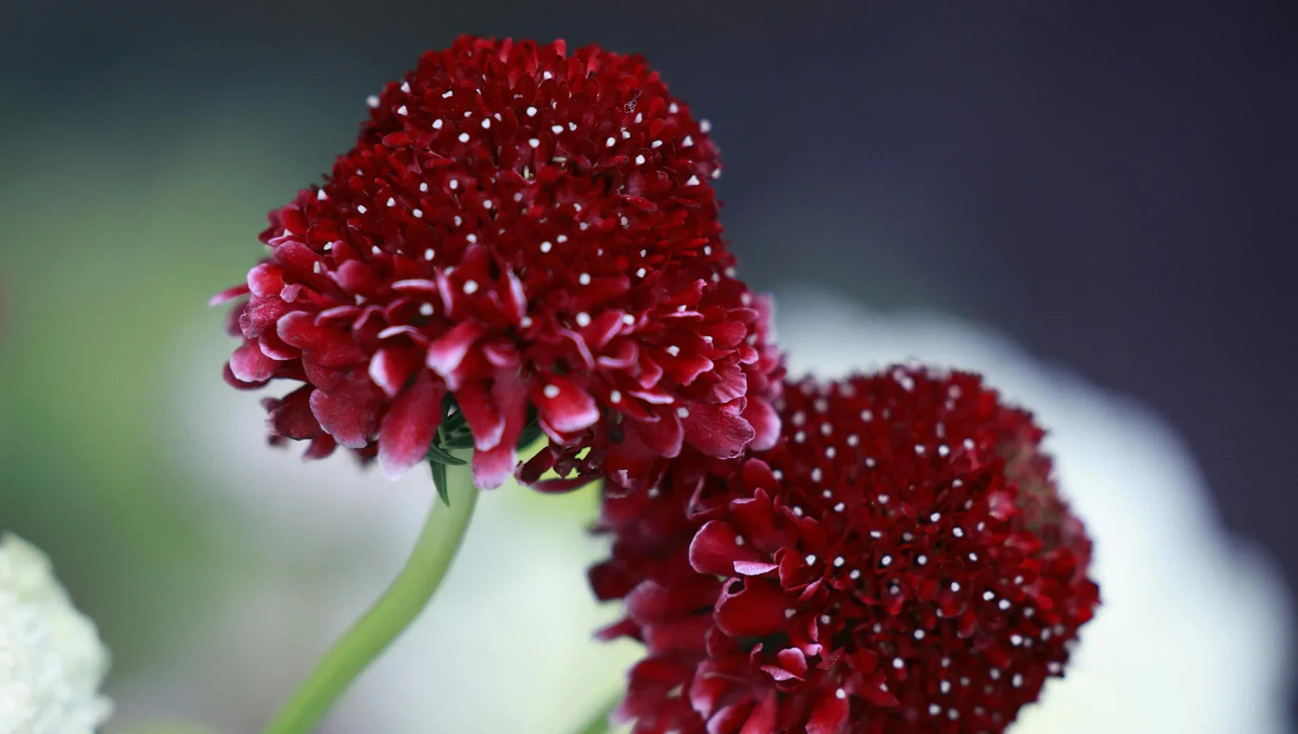 Scabiosa: The Whimsical Bloom of Grace and Delicacy