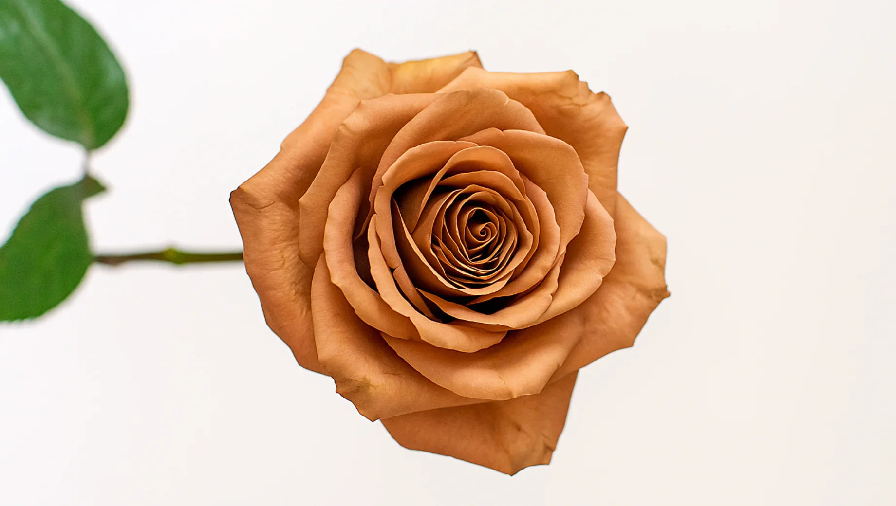 Toffee Rose – When Warmth Meets Elegance – BestBloomBuddy
