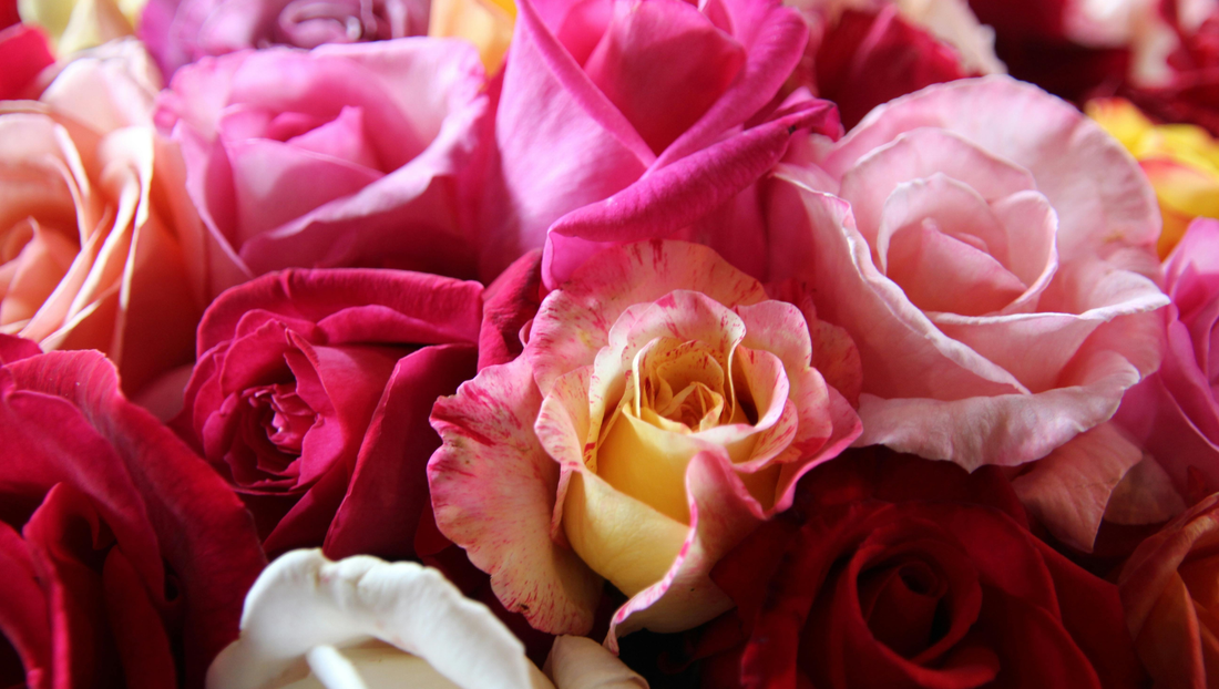 Why Valentine’s Flowers Sometimes Fade Faster — and How to Help Them Last Longer