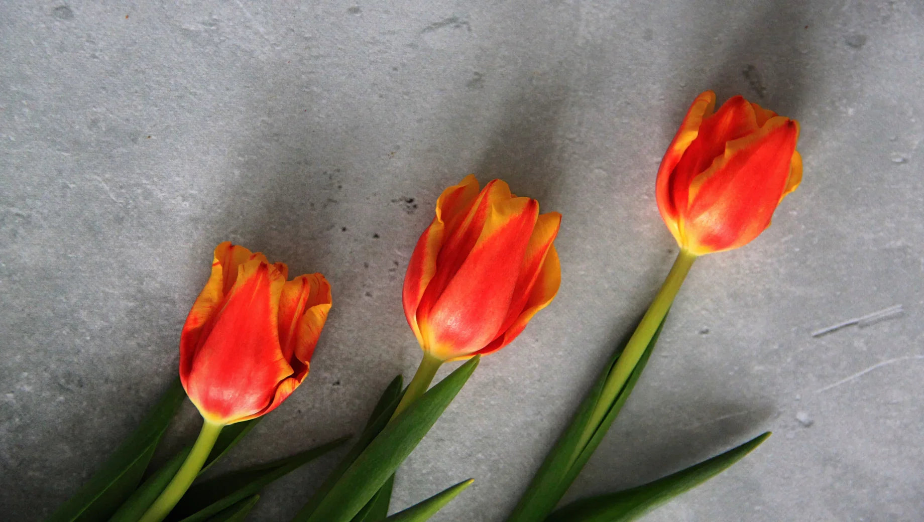 Three red and yellow tulips with green stems on a gray concrete surface