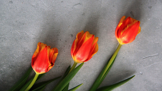 Flowers and Birthdays: The Perfect Bloom for Each Day of the Week