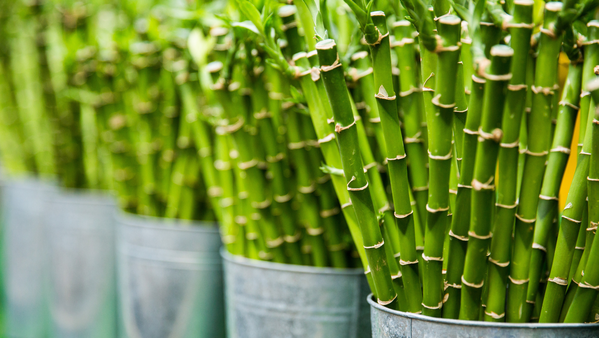 Braided Lucky Bamboo: A Meaningful, Low-Maintenance Plant for Modern Homes