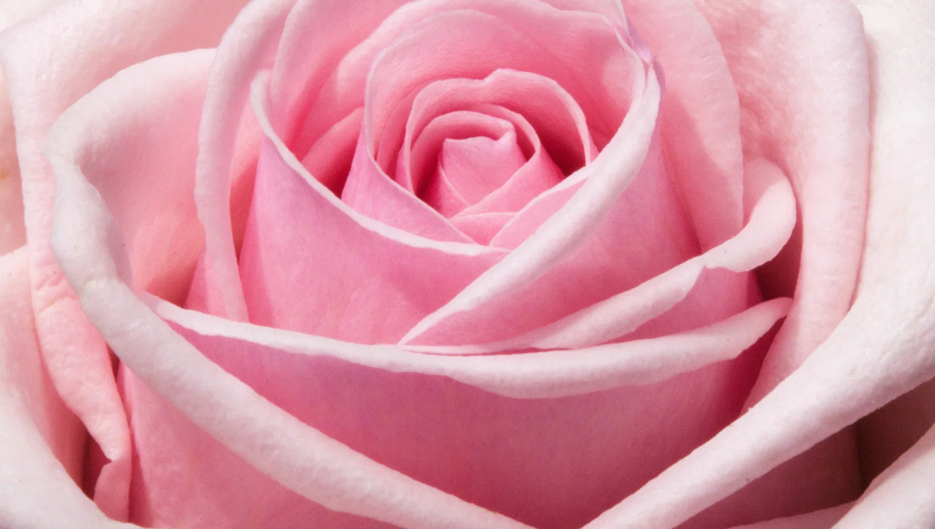Close-up of a soft pink rose with delicate, layered petals