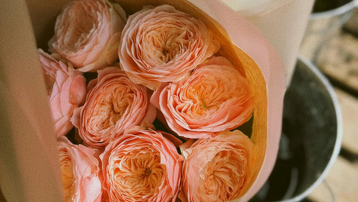David Austin Roses – Juliet: Romantic Peony-Like Rose