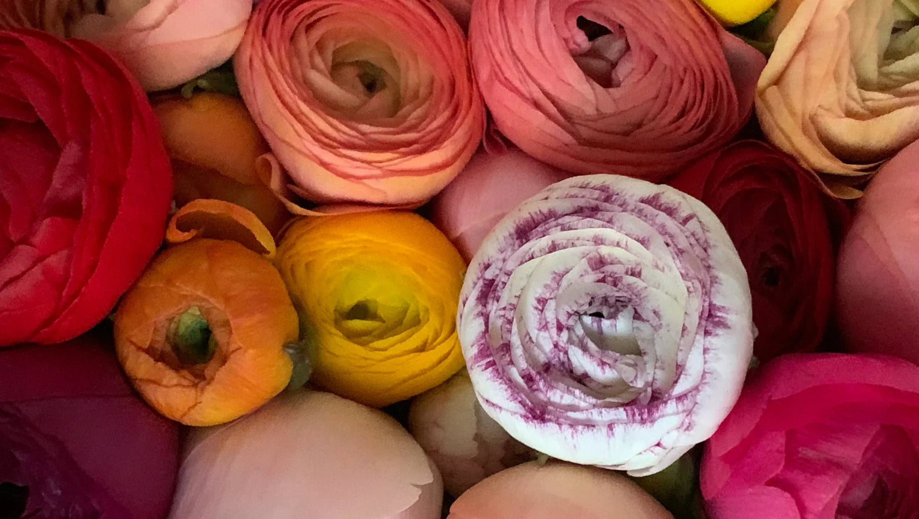 Roses vs. Ranunculus: Romantic Twins with Subtle Differences