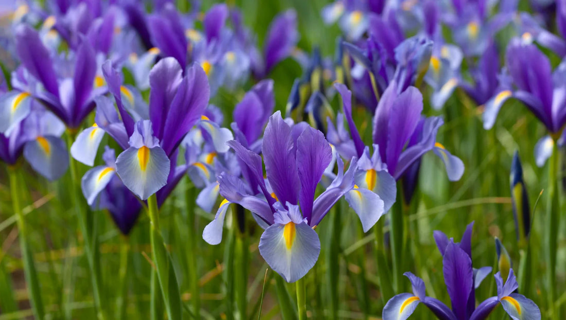 Field of blooming purple and yellow iris flowers with green stems and leaves