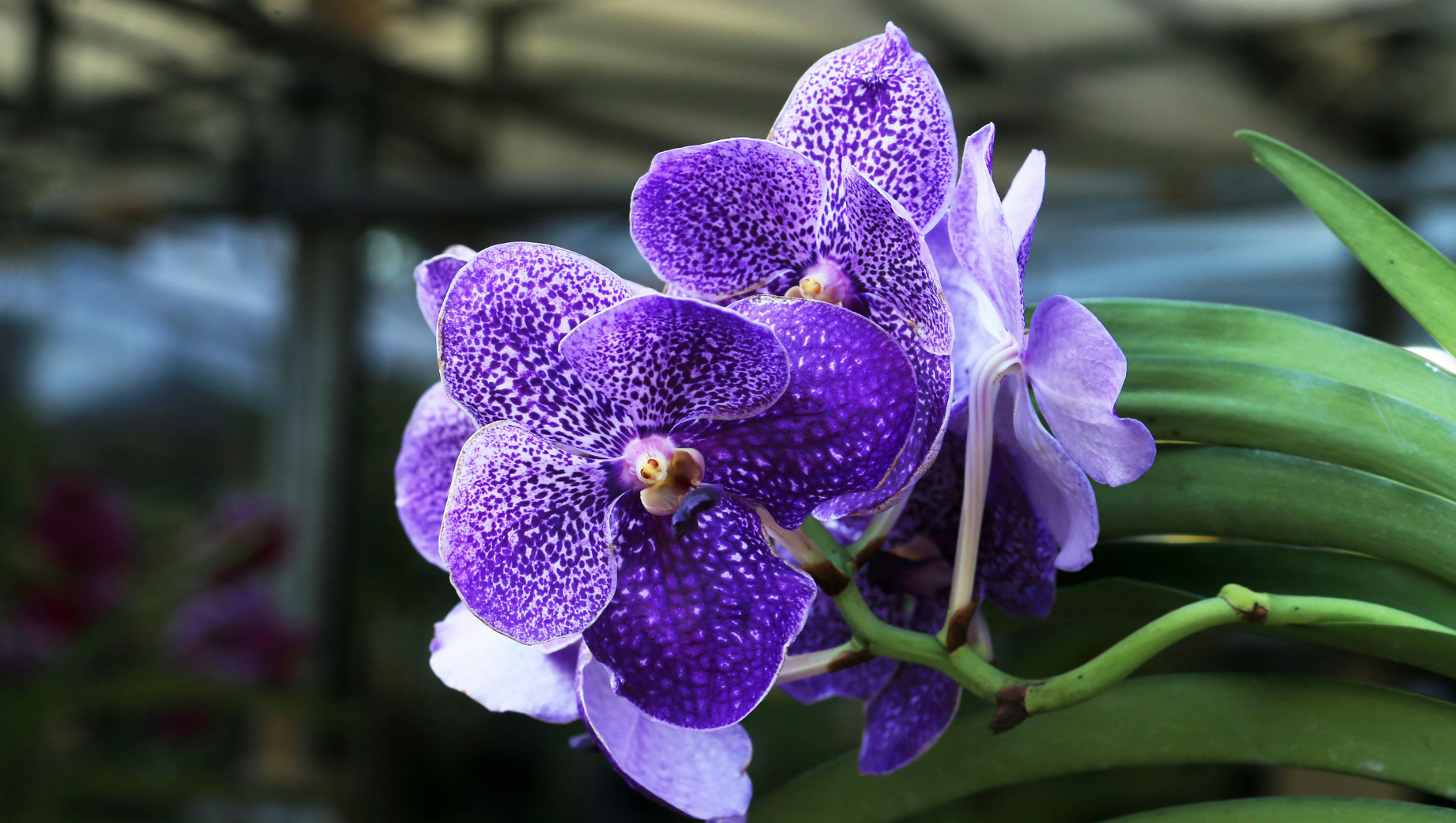 How to Care for Vanda Orchids (Complete Guide for Bright, Beautiful Blooms)