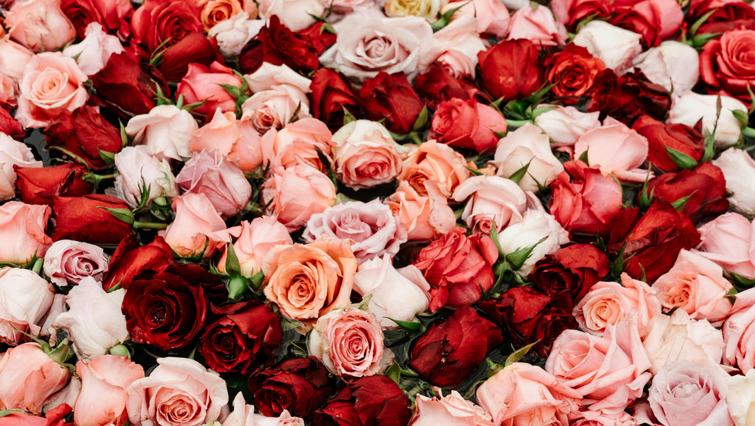 Why Do Flower Prices Increase During Valentine’s Day — Especially Roses?