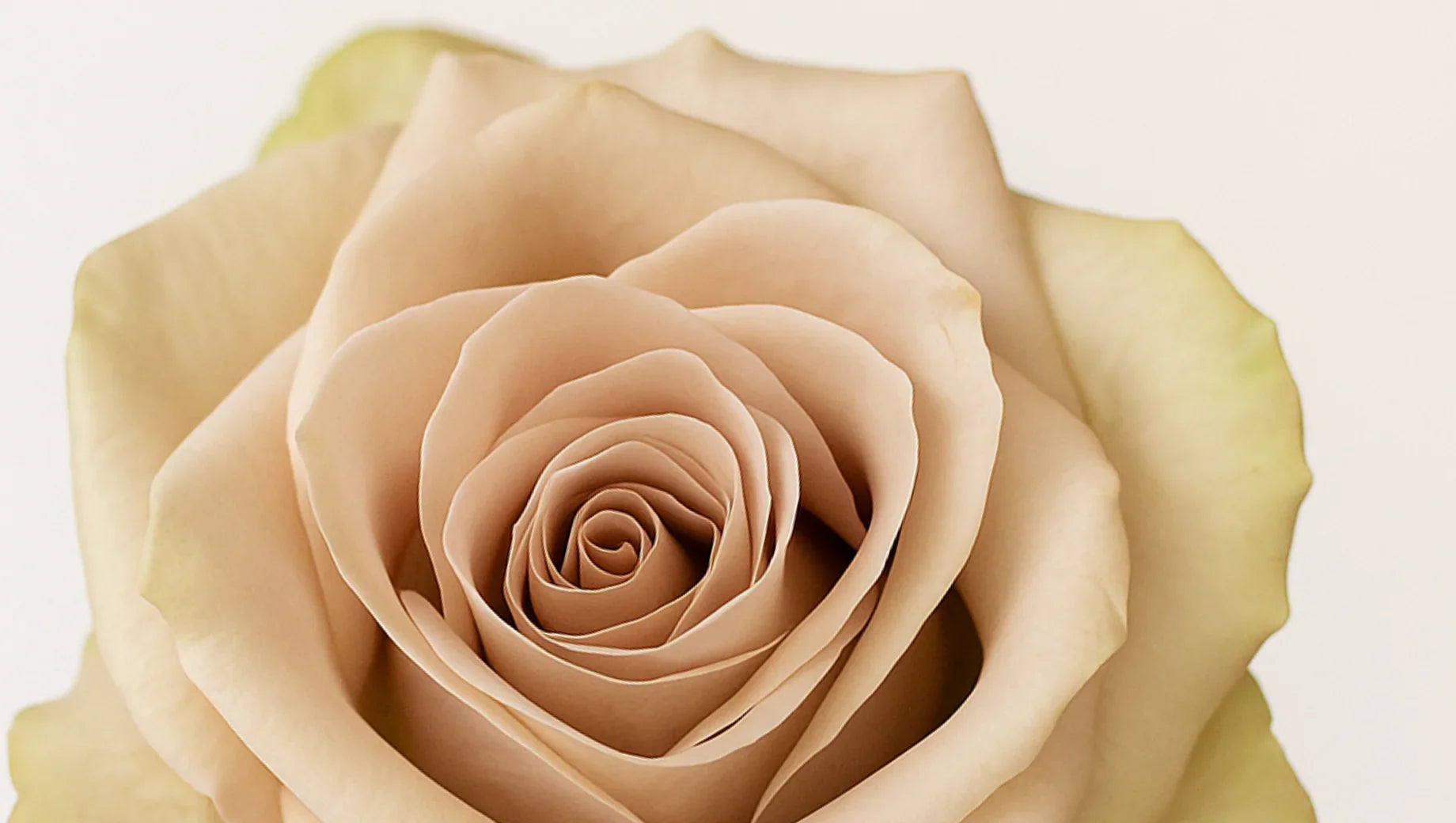 Quicksand Rose – The Timeless Elegance of Muted Beauty