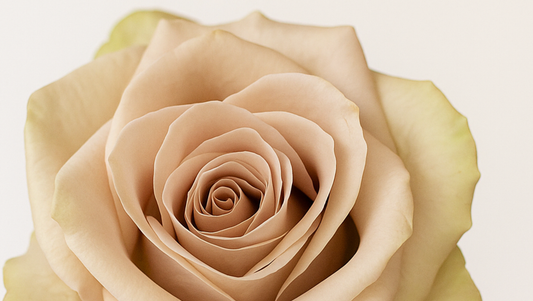 Quicksand Rose – The Timeless Elegance of Muted Beauty