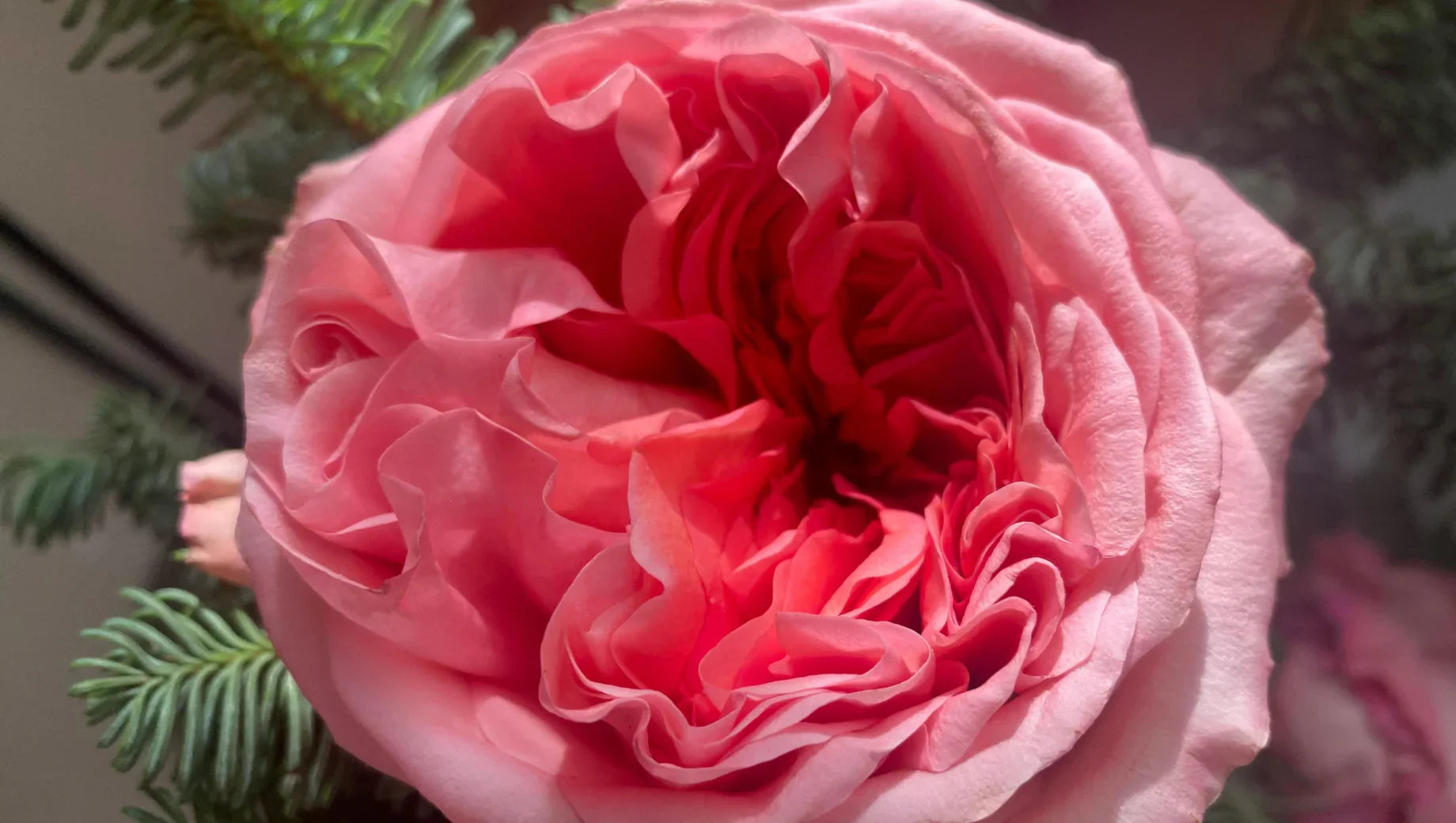 Peony vs. Garden Rose: How to Tell the Difference Between These Romantic Blooms