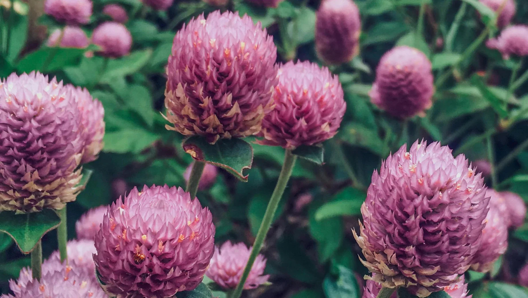 Close-up of vibrant pink globe amaranth flowers with green leaves in garden setting
