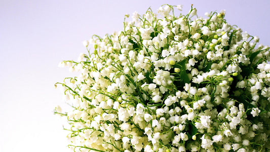The Magical Season of Lily of the Valley: Spring’s Sweetest Little Bells