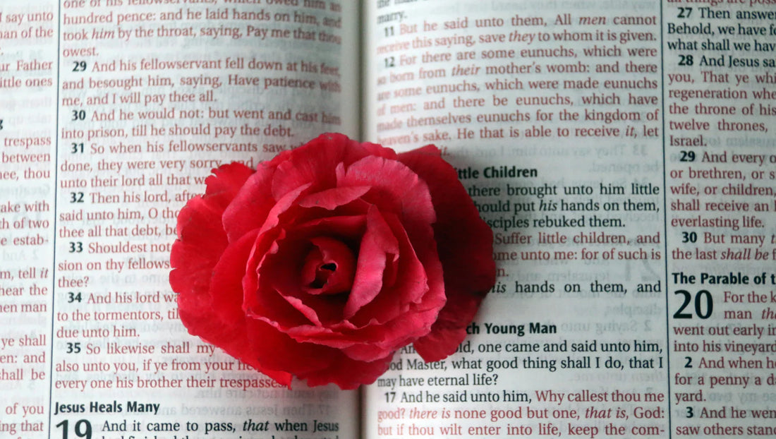 Red rose placed on an open Bible showing text about Jesus healing and parables