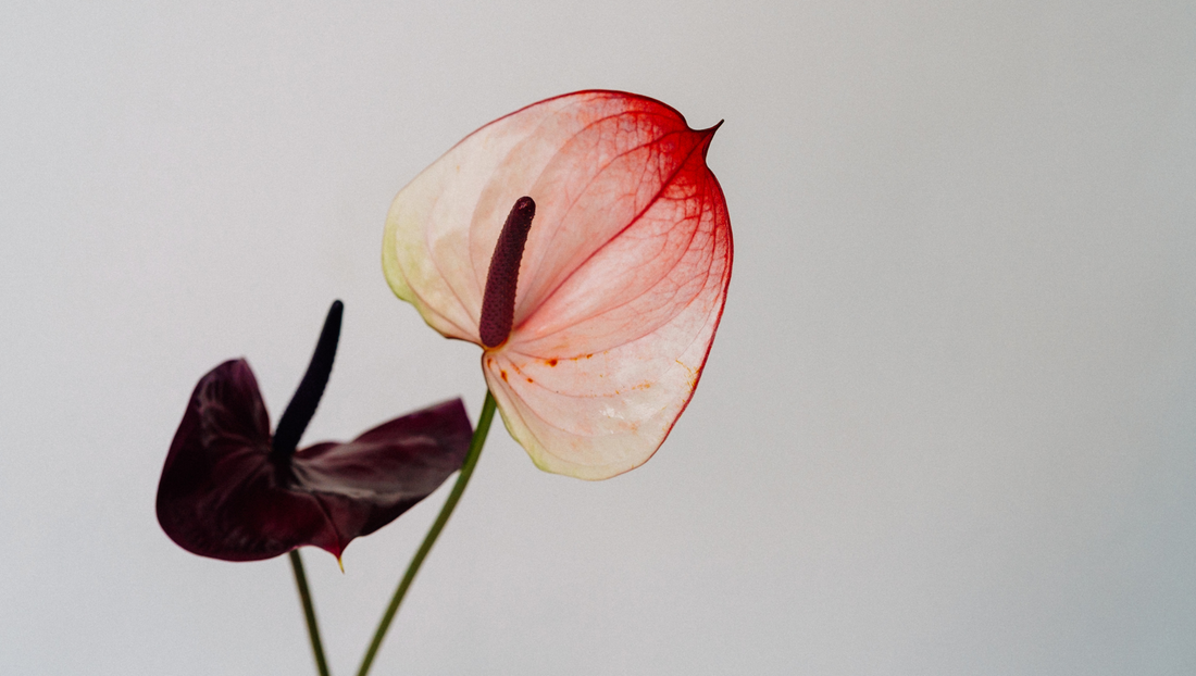 Close-up of pink and dark purple anthurium flowers with green stems on plain background
