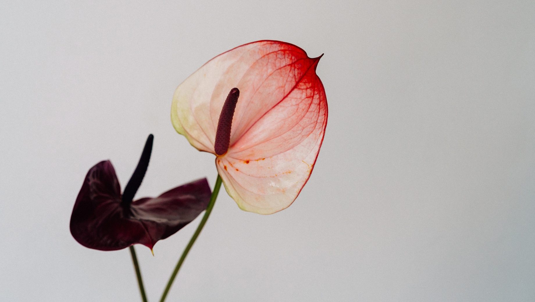 Close-up of pink and dark purple anthurium flowers with green stems on plain background
