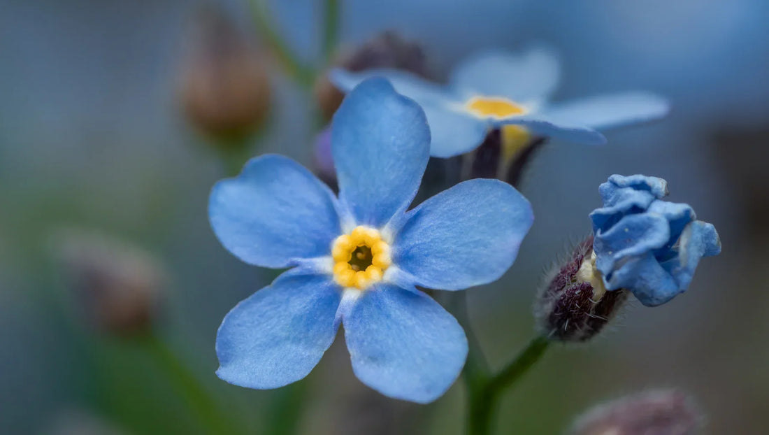 Forget Me Not: A Flower of Lasting Love and Gentle Remembrance - BestBloomBuddy