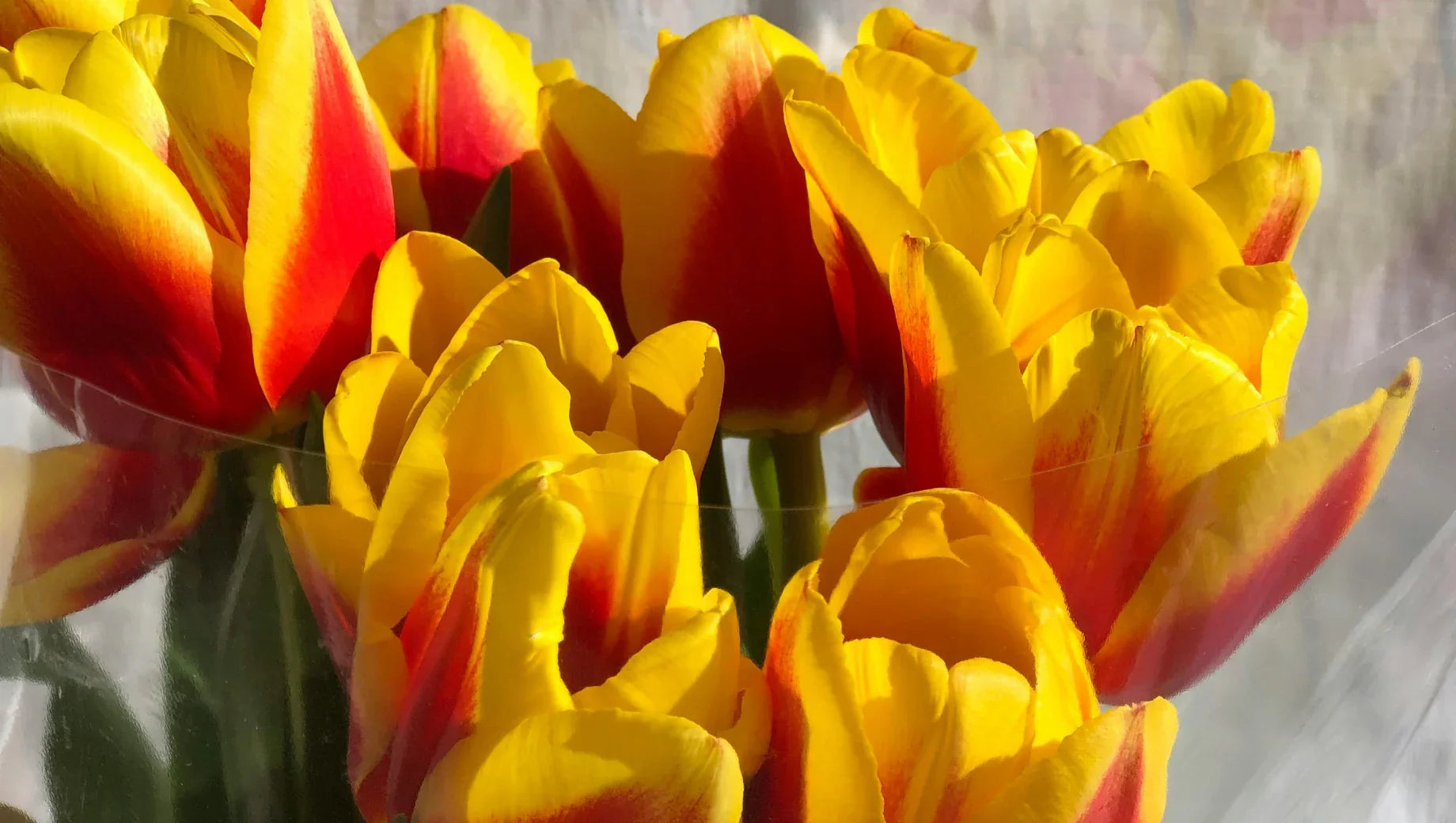 Close-up of vibrant yellow and red tulips wrapped in clear plastic against a soft background