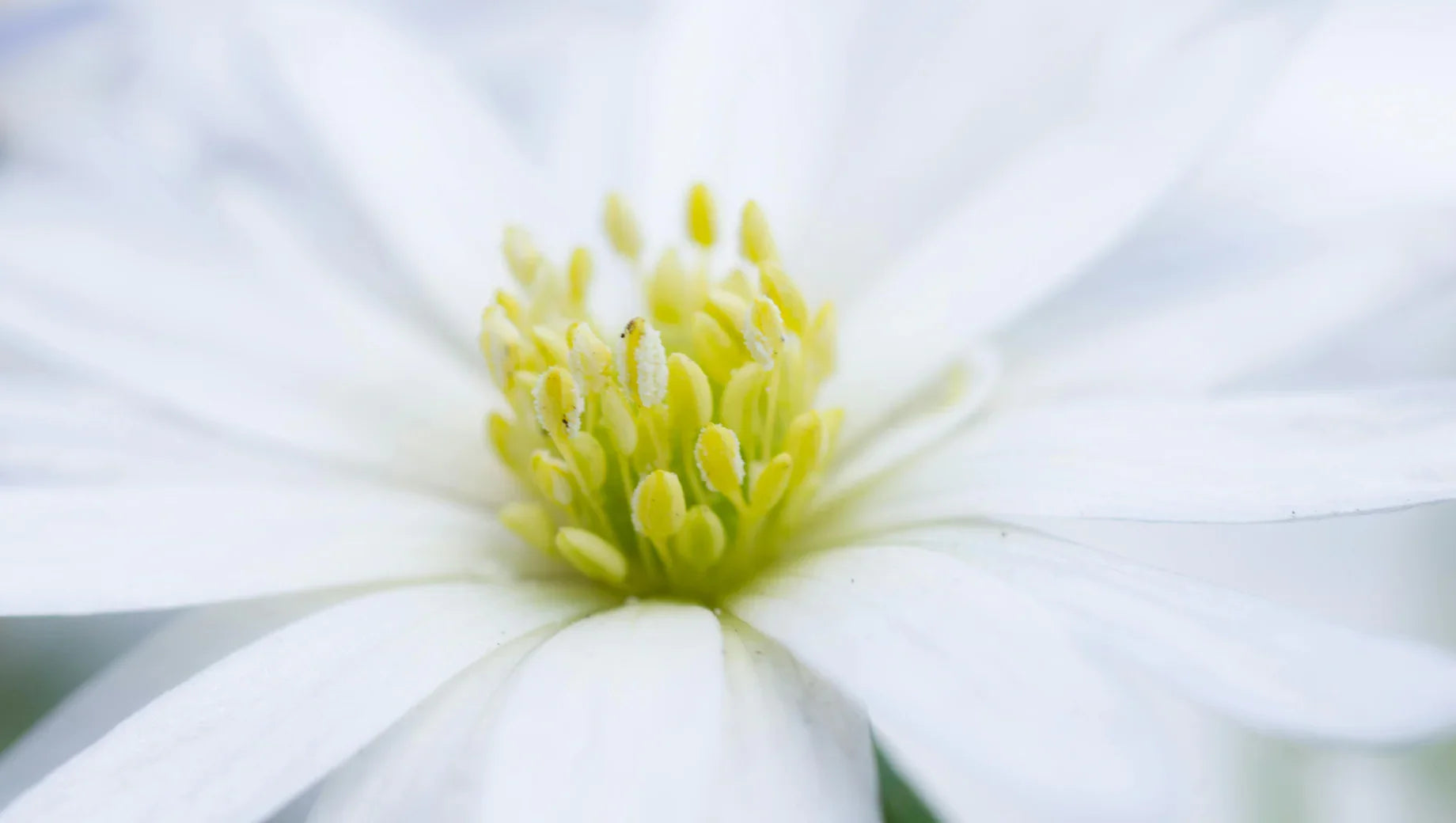 Close-up of white flower petals with yellow stamens in soft natural light