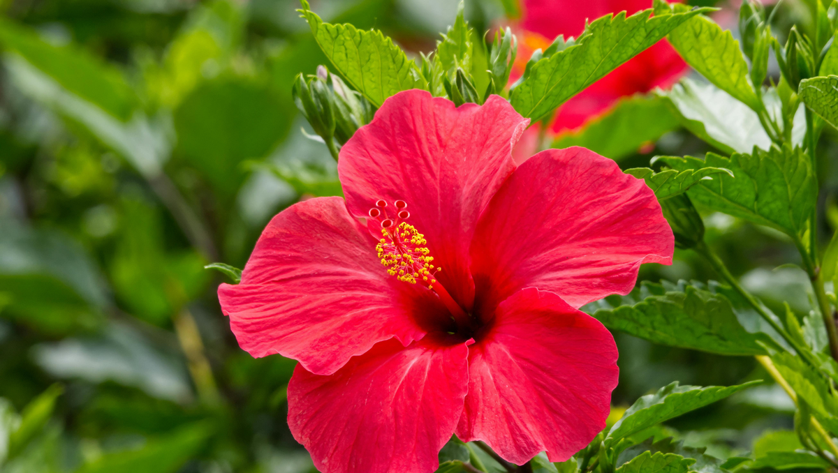 30 Heat-Tolerant Flowering Plants for Thailand: Beautiful Potted Plants That Love the Sun