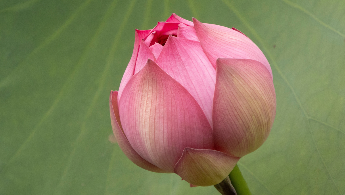 Why Is the Lotus Flower Becoming So Popular Among Thai Gen Z?
