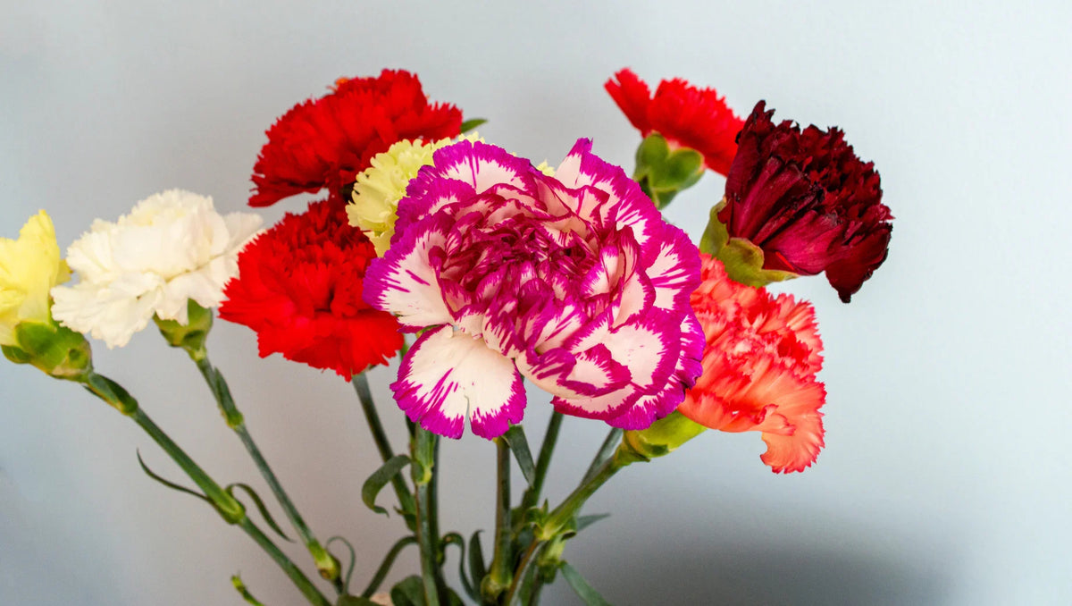 Carnation: The Elegant and Meaningful Bloom