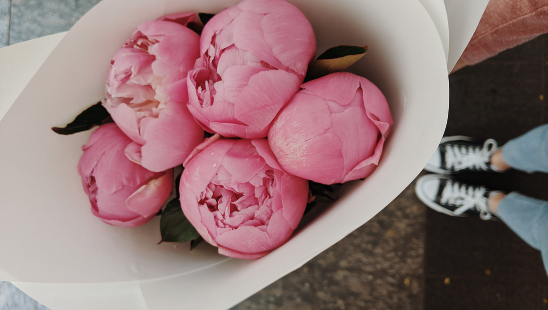 Peony Season 2026: When Is Peony Season in Thailand and Why Everyone Loves It