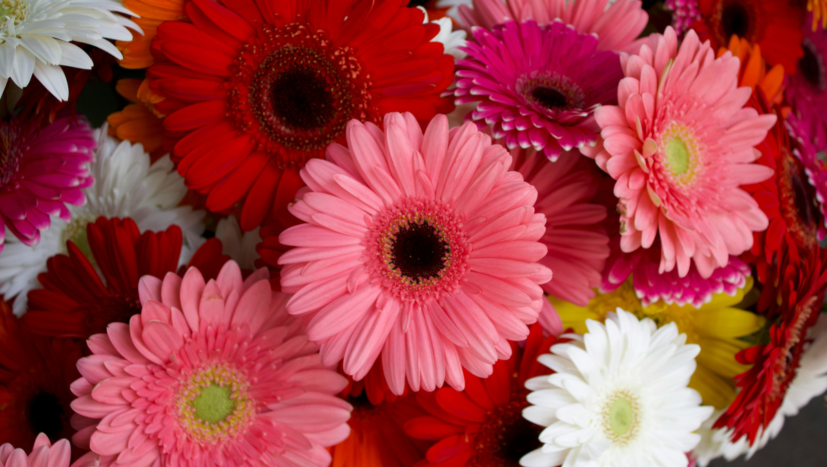 September Flowers: A Guide to Asters, Congratulations & New Beginnings