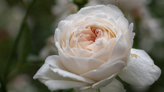 Close-up of a white rose with soft peach tones on blurred green background