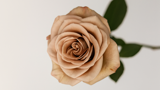 Cappuccino Rose – The Coffee-Inspired Bloom for Gentle Souls