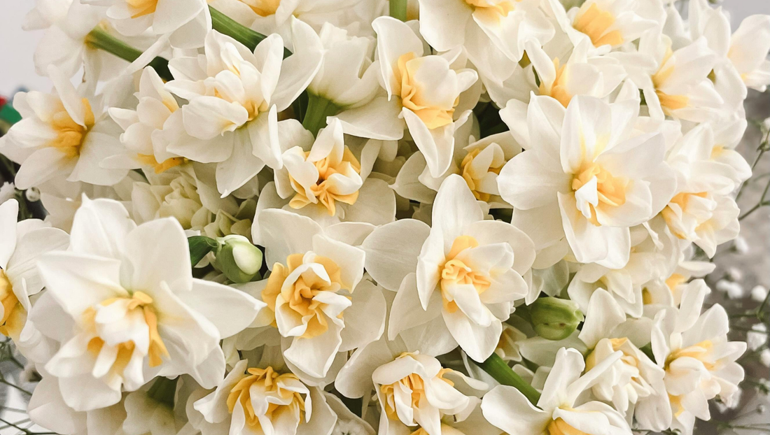 Why People Often Choose Soft-Colored Flowers When They Want to Apologize