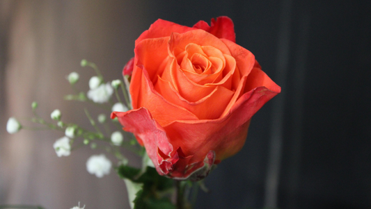 Orange Roses: The Fiery Symbol of Passion, Energy, and Enthusiasm
